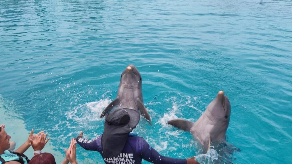 swimming with dolphin in punta cana