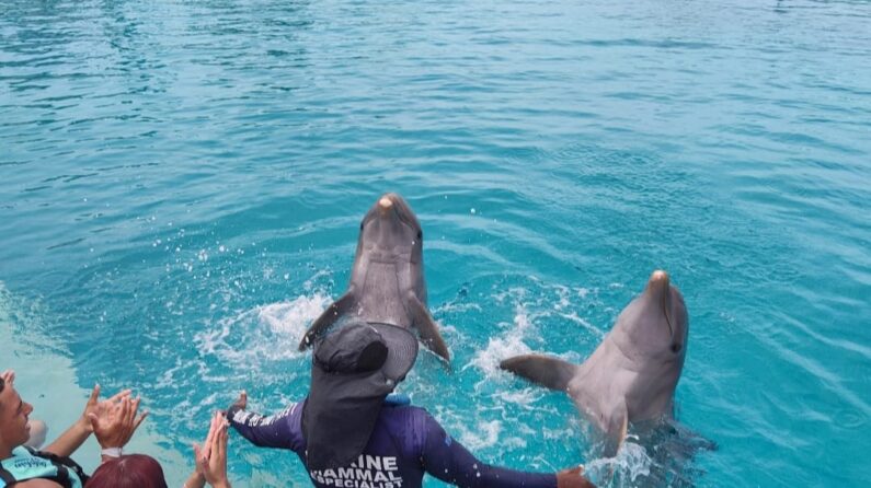 cuanto cuesta nadar con delfines en punta cana